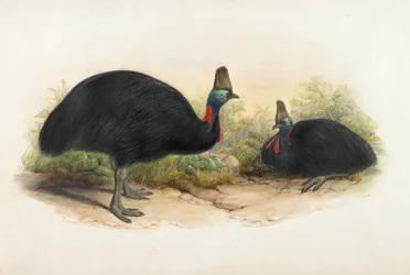Südlicher Kasuar, Casuarius casuarius